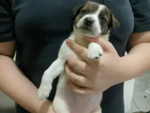 Cachorro raça SRD-ViraLata idade Abaixo de 2 meses nome Meredith