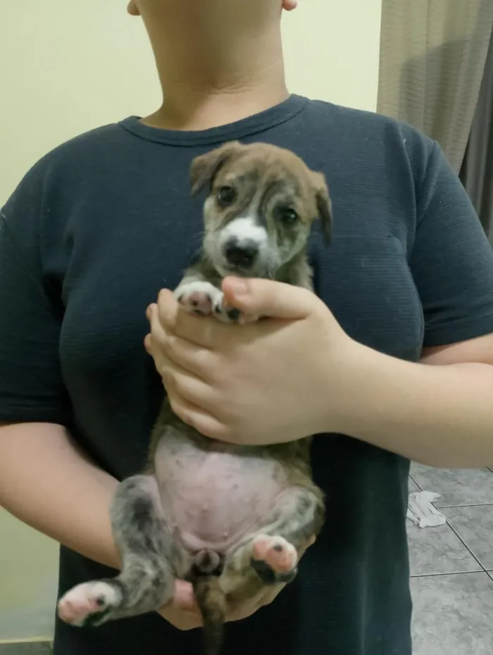Cachorro raça SRD-ViraLata idade Abaixo de 2 meses nome Angel