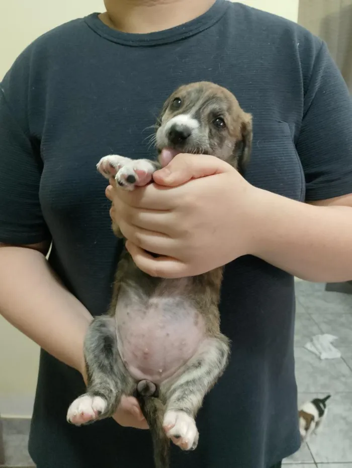 Cachorro raça SRD-ViraLata idade Abaixo de 2 meses nome Angel