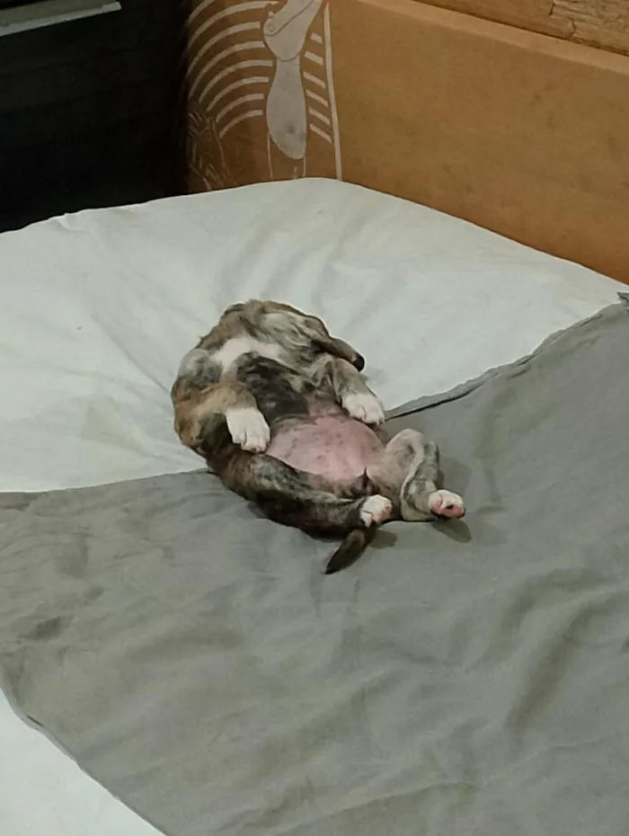 Cachorro raça SRD-ViraLata idade Abaixo de 2 meses nome Angel