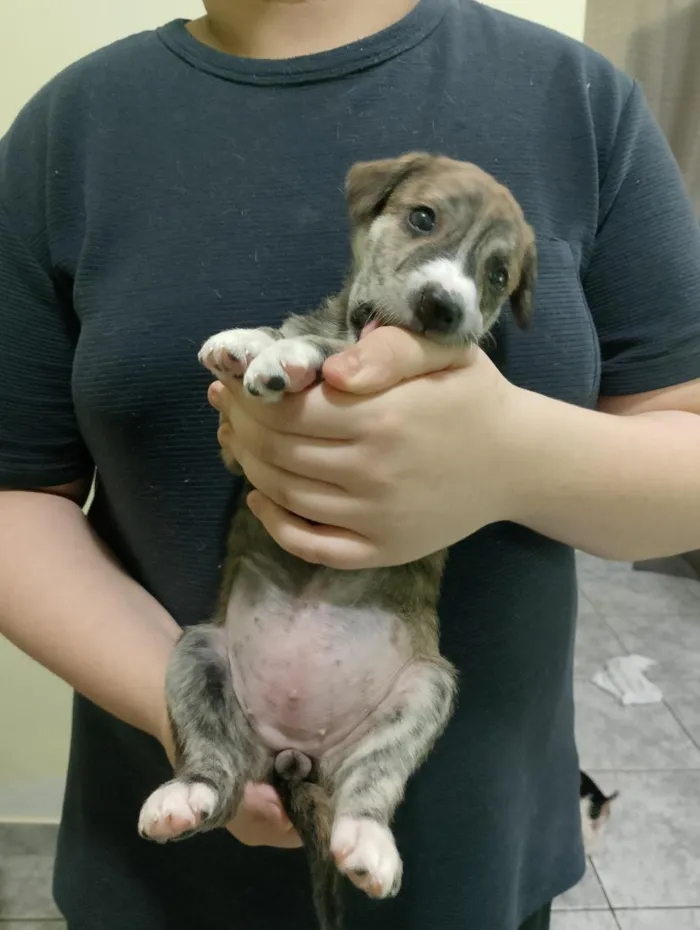 Cachorro raça SRD-ViraLata idade Abaixo de 2 meses nome Angel