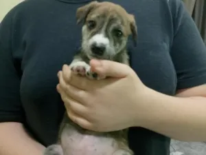 Cachorro raça SRD-ViraLata idade Abaixo de 2 meses nome Angel