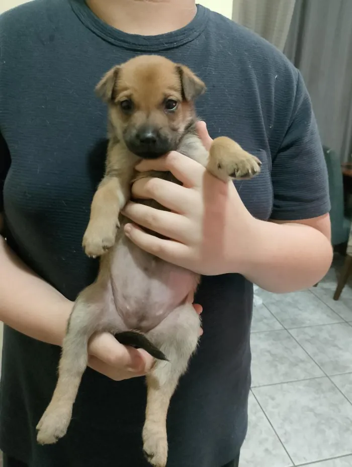 Cachorro raça SRD-ViraLata idade Abaixo de 2 meses nome Mel