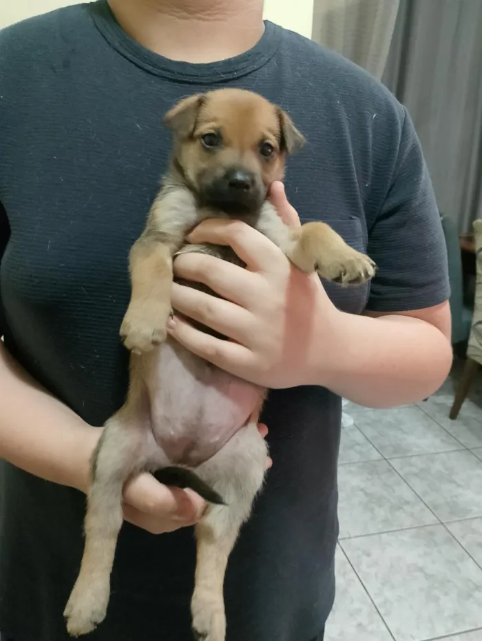 Cachorro raça SRD-ViraLata idade Abaixo de 2 meses nome Mel