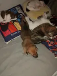 Mel