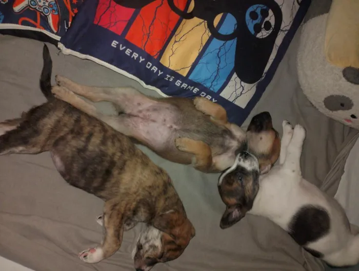 Cachorro raça SRD-ViraLata idade Abaixo de 2 meses nome Mel