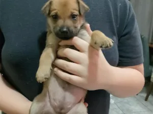 Cachorro raça SRD-ViraLata idade Abaixo de 2 meses nome Mel