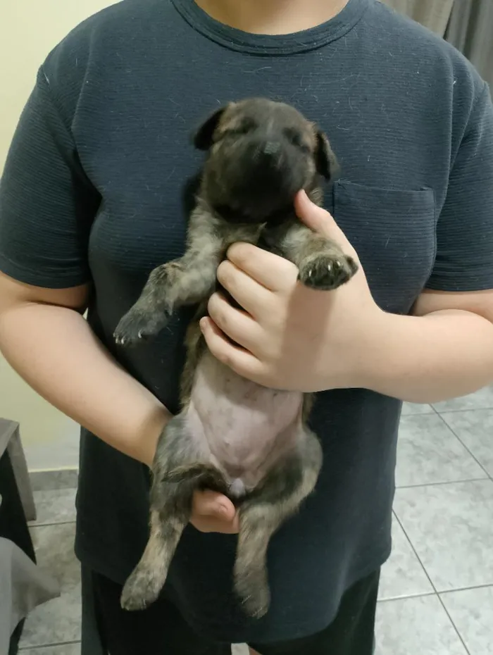 Cachorro raça SRD-ViraLata idade Abaixo de 2 meses nome Koda