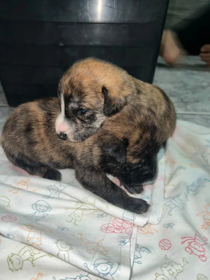 Cachorro raça SRD-ViraLata idade Abaixo de 2 meses nome Koda