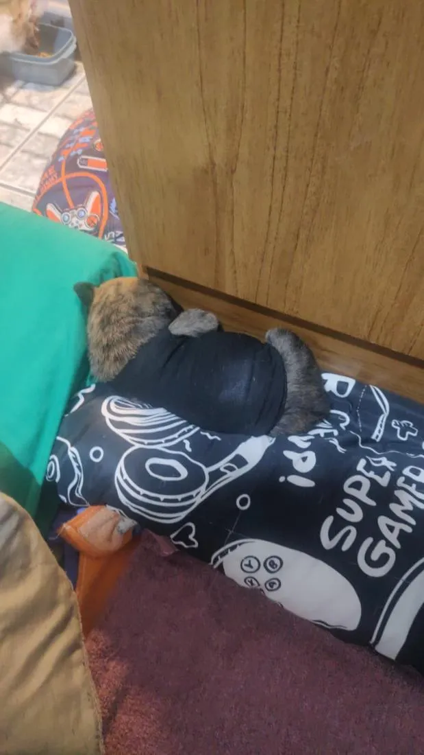 Cachorro raça SRD-ViraLata idade Abaixo de 2 meses nome Stitch