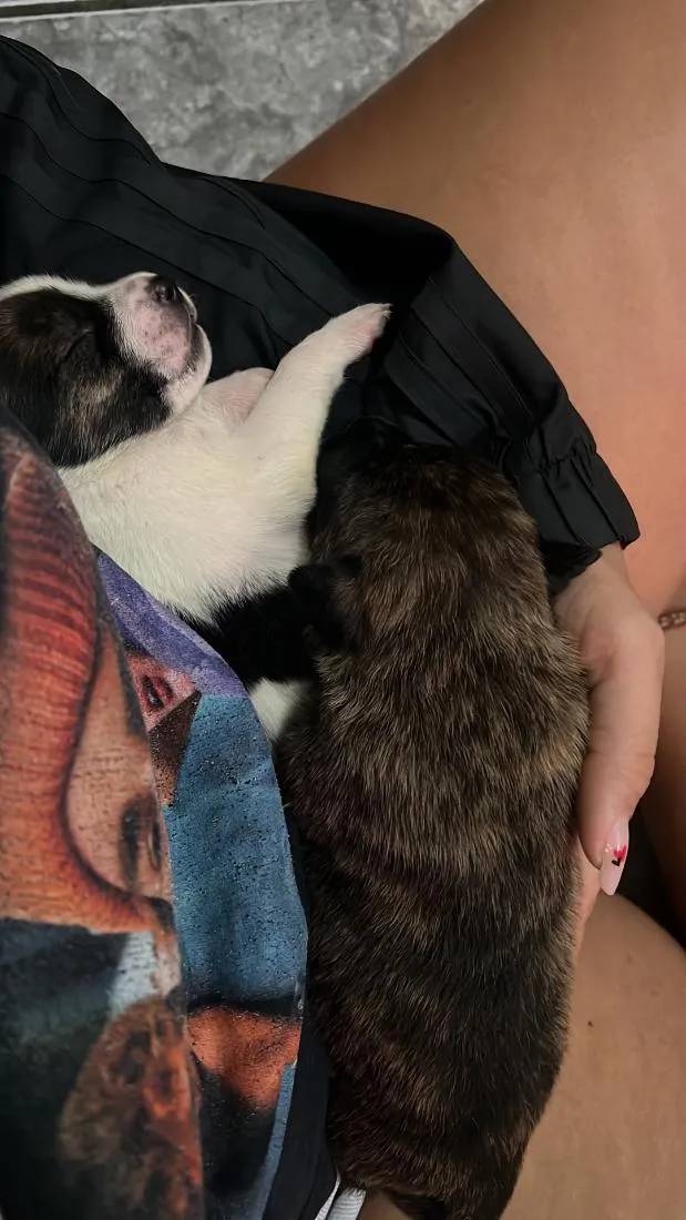 Cachorro raça SRD-ViraLata idade Abaixo de 2 meses nome Stitch