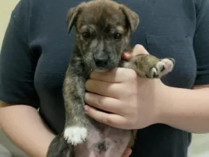 Cachorro raça SRD-ViraLata idade Abaixo de 2 meses nome Stitch