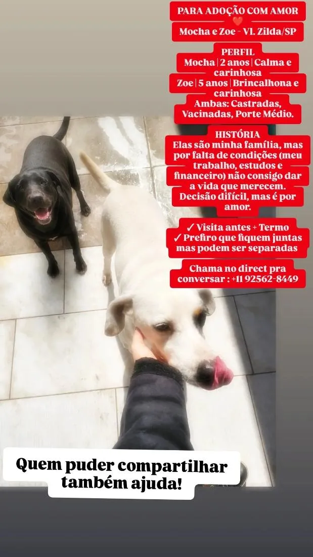 Cachorro raça SRD-ViraLata idade 1 ano nome Zoe e Mocha