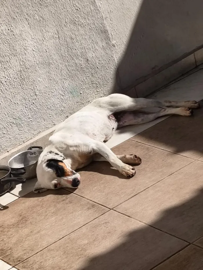 Cachorro raça SRD-ViraLata idade 1 ano nome Zoe e Mocha