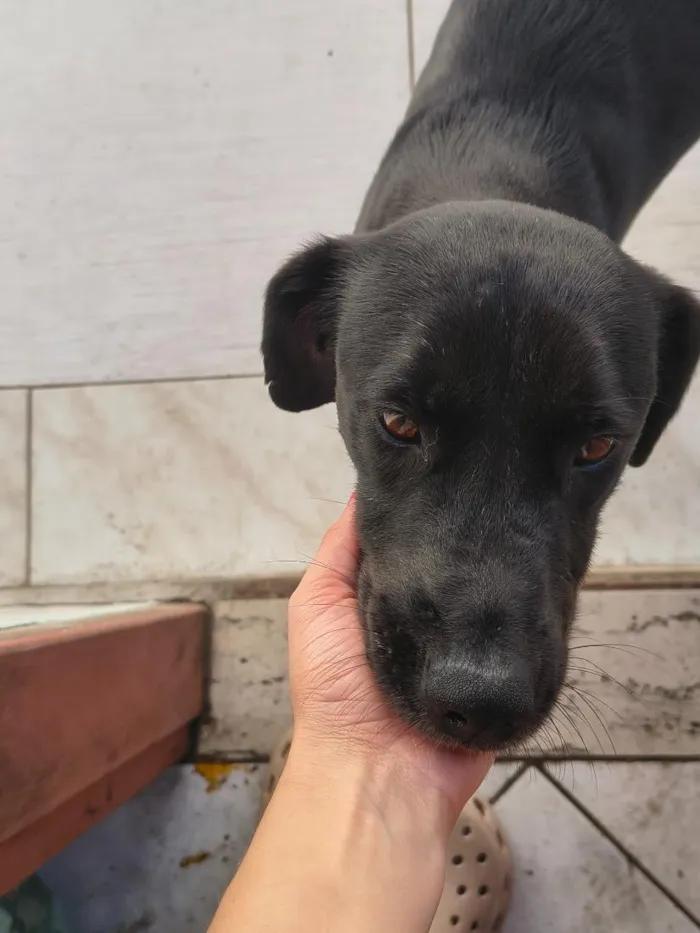 Cachorro raça SRD-ViraLata idade 1 ano nome Zoe e Mocha