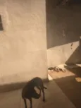 Zoe e Mocha