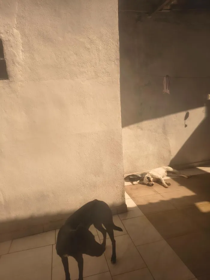 Cachorro raça SRD-ViraLata idade 1 ano nome Zoe e Mocha
