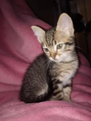 Gato raça SRD-ViraLata idade 2 a 6 meses nome Tigresa