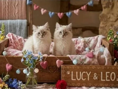 Gato raça SRD-ViraLata idade 2 a 6 meses nome Lucy e Leo 