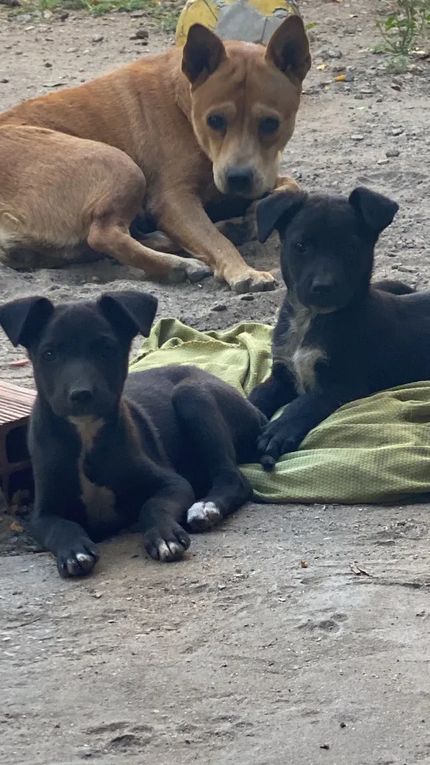 Cachorro raça SRD-ViraLata idade 2 a 6 meses nome Não tem nome ainda 