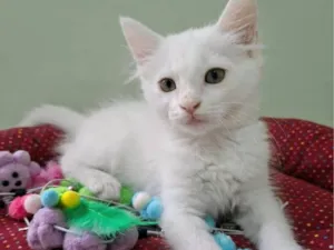 Gato raça SRD-ViraLata idade 2 a 6 meses nome Thor