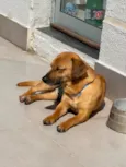 Paçoca