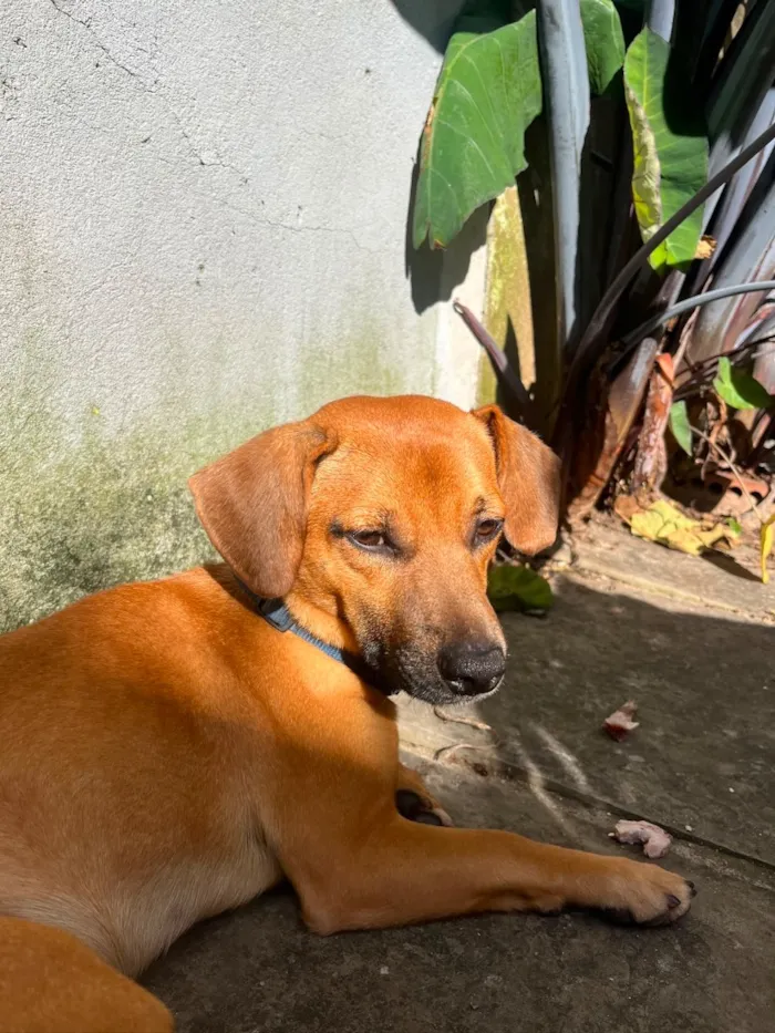 Cachorro raça SRD-ViraLata idade 3 anos nome Paçoca