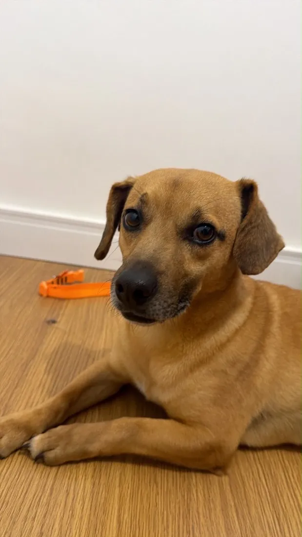 Cachorro raça SRD-ViraLata idade 3 anos nome Paçoca