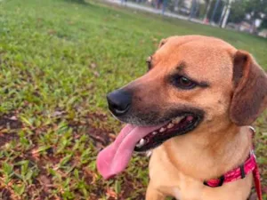 Cachorro raça SRD-ViraLata idade 3 anos nome Paçoca