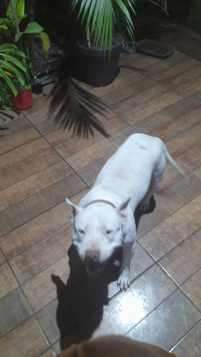 Cachorro raça Pit-Bull idade 3 anos nome Lady