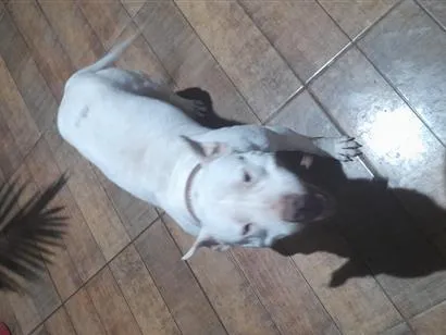 Cachorro raça Pit-Bull idade 3 anos nome Lady