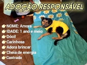 Cachorro raça SRD-ViraLata idade 1 ano nome Amora