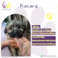 Katara