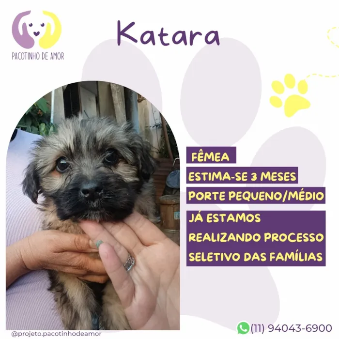 Cachorro raça SRD-ViraLata idade 2 a 6 meses nome Katara