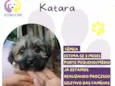 Katara