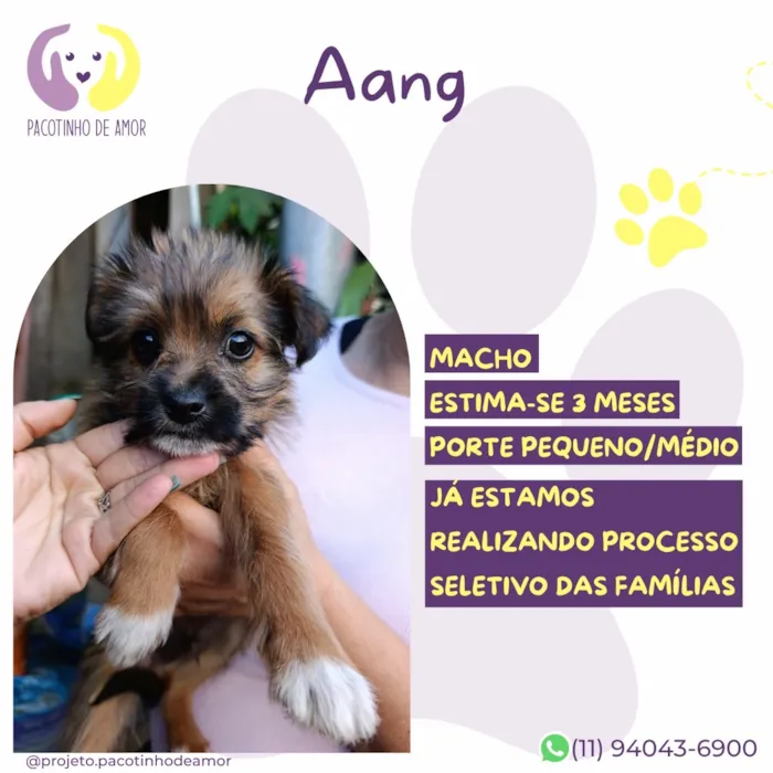Cachorro raça SRD-ViraLata idade 2 a 6 meses nome Aang