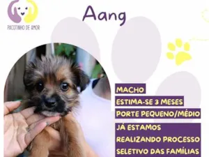 Cachorro raça SRD-ViraLata idade 2 a 6 meses nome Aang