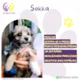 Sokka