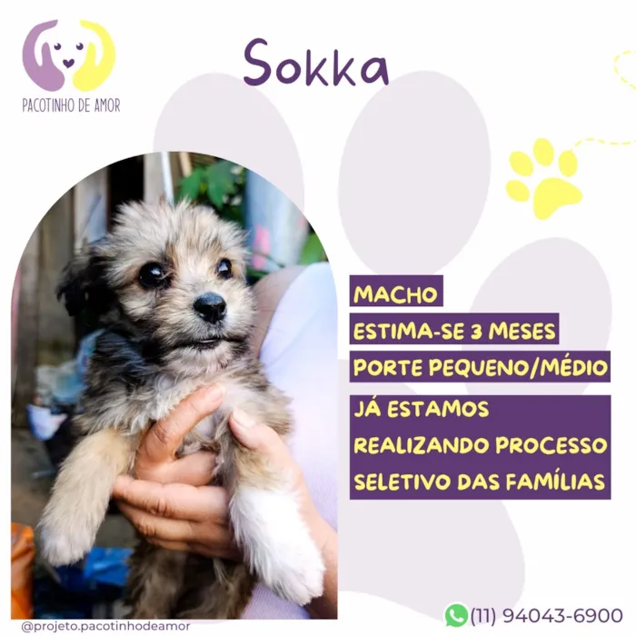 Cachorro raça SRD-ViraLata idade 2 a 6 meses nome Sokka