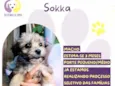 Sokka