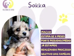 Cachorro raça SRD-ViraLata idade 2 a 6 meses nome Sokka