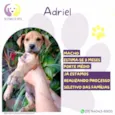 Adriel