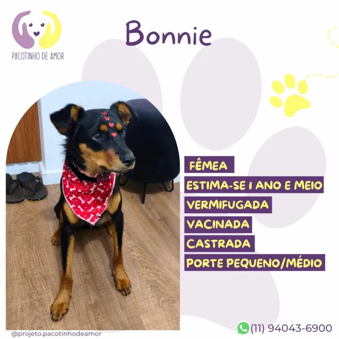 Cachorro raça SRD-ViraLata idade 1 ano nome Bonnie