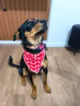 Bonnie