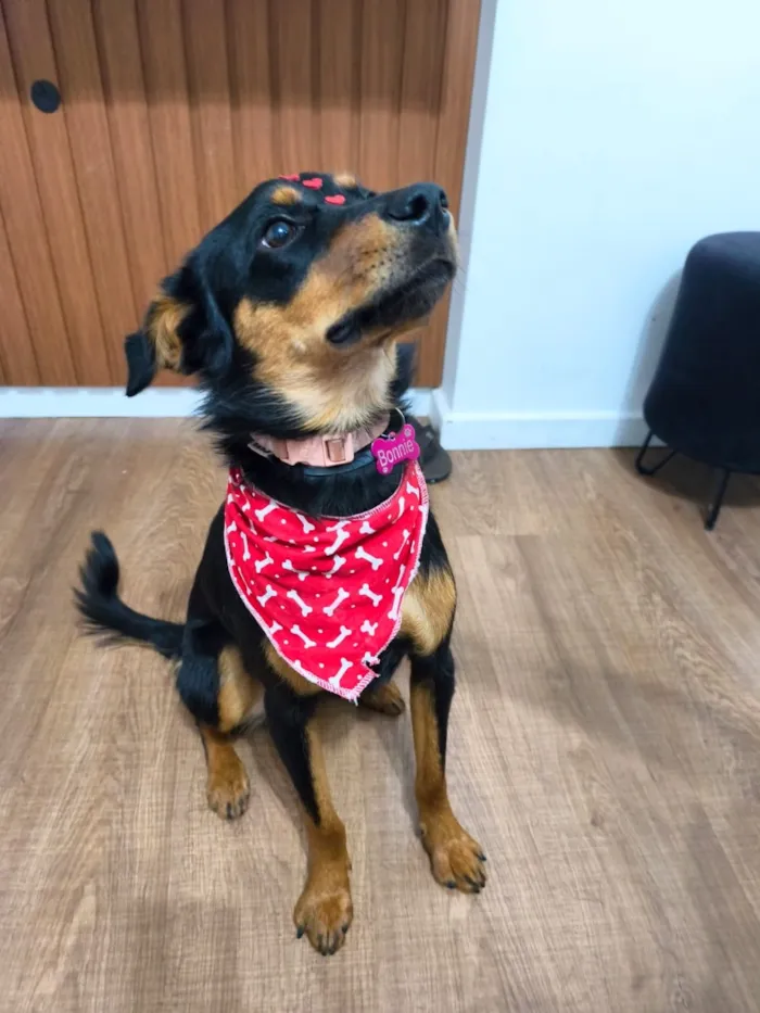 Cachorro raça SRD-ViraLata idade 1 ano nome Bonnie