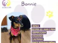 Bonnie