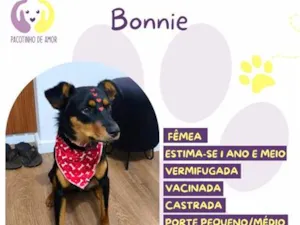 Cachorro raça SRD-ViraLata idade 1 ano nome Bonnie