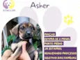 Asher