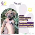Atlas