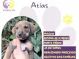 Atlas